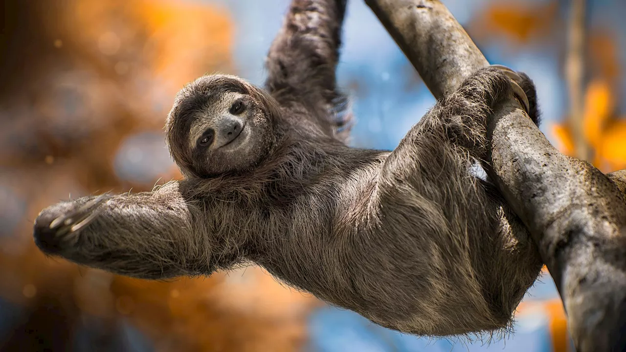 DIESE süßen Tiere sind zu langsam für den Klimawandel