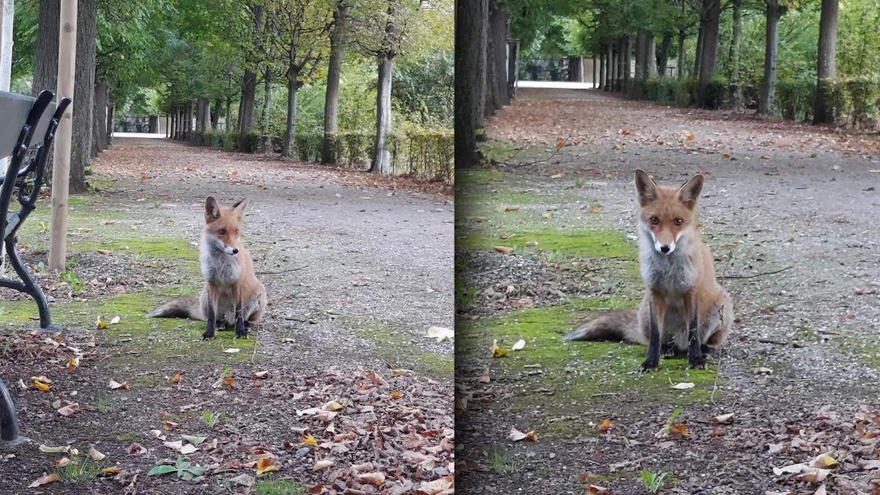  'Saß einfach nur so da' – wilde Begegnung im Park