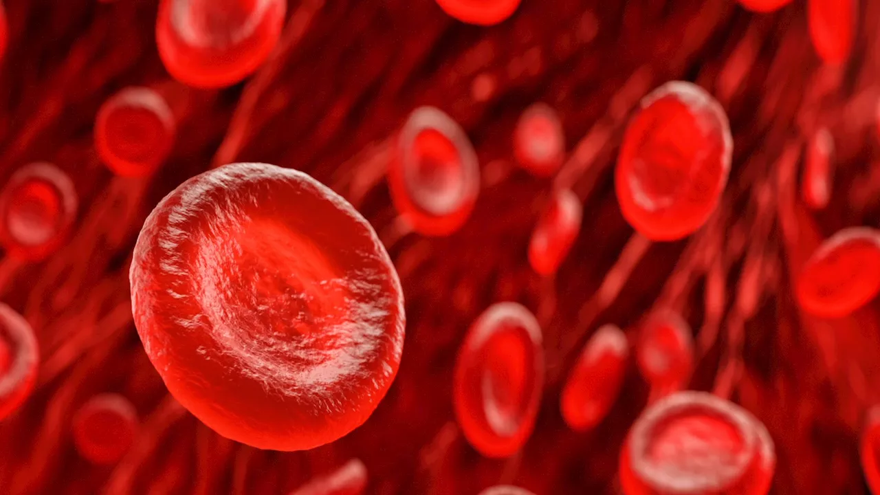 EndoMac: Newly-discovered cell type repairs blood vessels, tissues when body wants