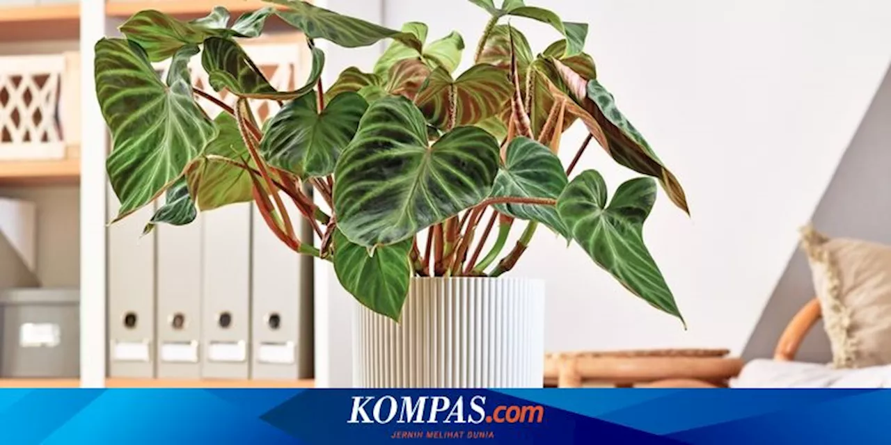 7 Penyebab Daun Tanaman Philodendron Menguning dan Cara Mengatasinya