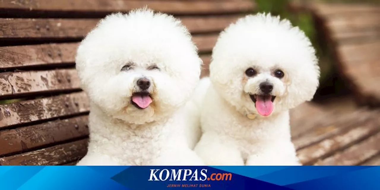 8 Tanaman Hias Beracun untuk Anjing yang Harus Dijauhkan