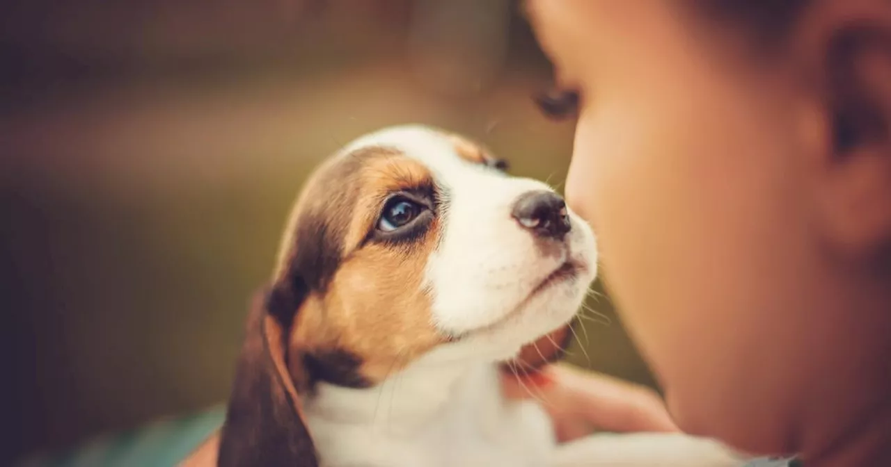 Puppy Blues: Wenn einen das Leben mit Welpen aus der Bahn wirft