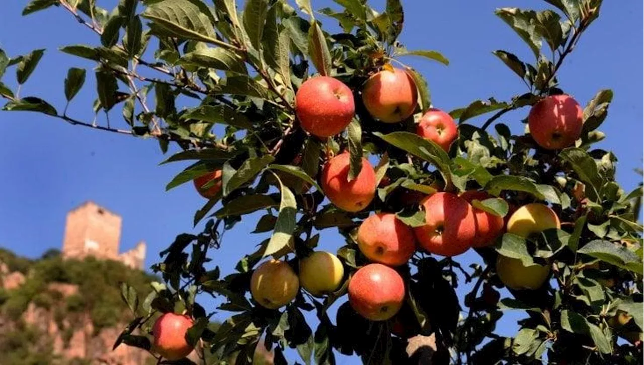 Il tempo delle mele: un viaggio tra natura, salute e luoghi comuni