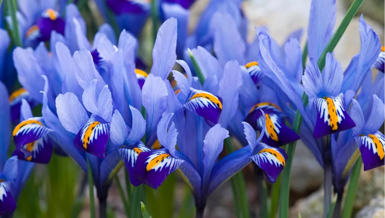 L'Iris: Un Fiore Di Bellezza E Significato