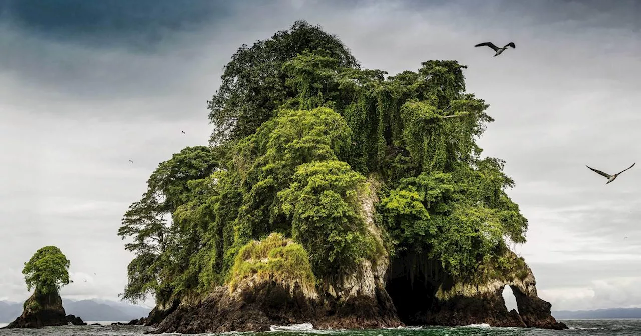 La jungle du Pacifique, perle de nature vierge le long du littoral colombien