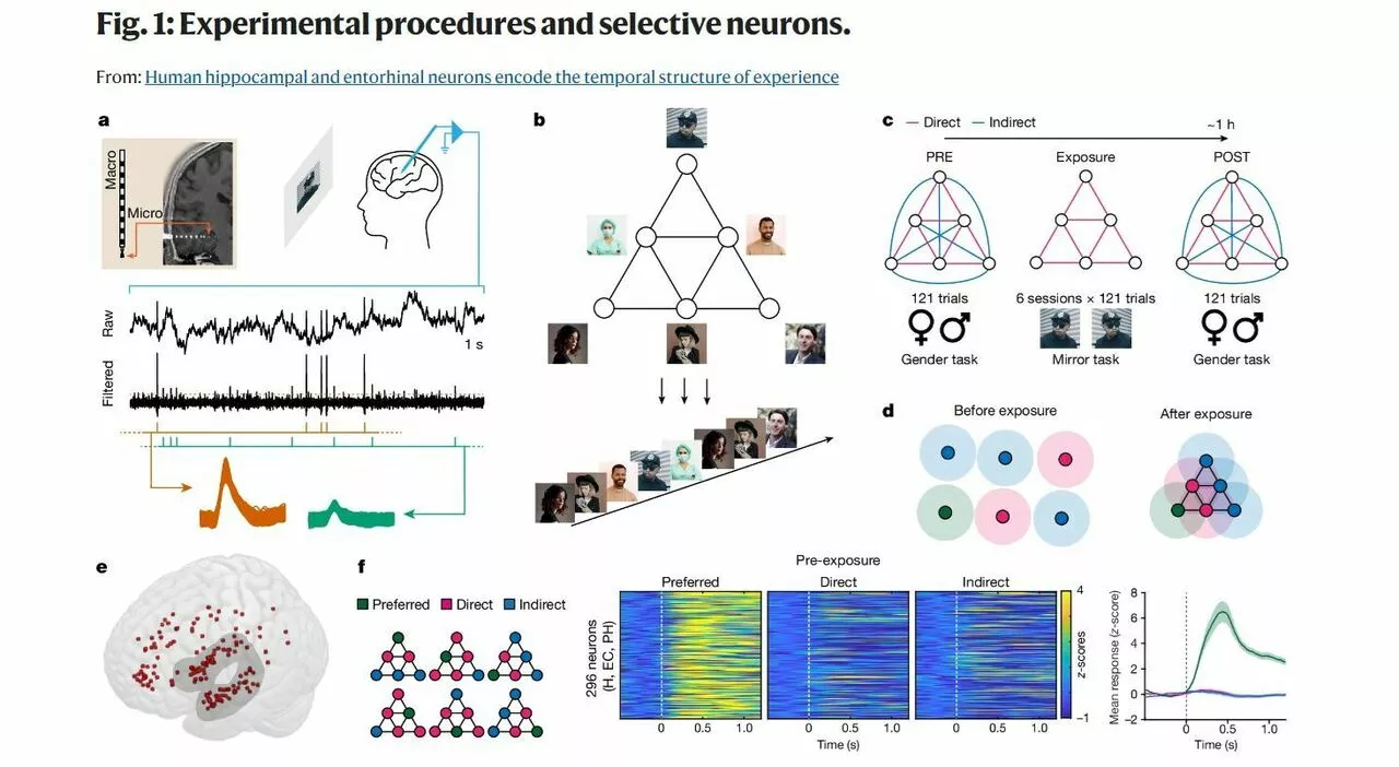 Scoperti i neuroni che codificano le esperienze nel tempo