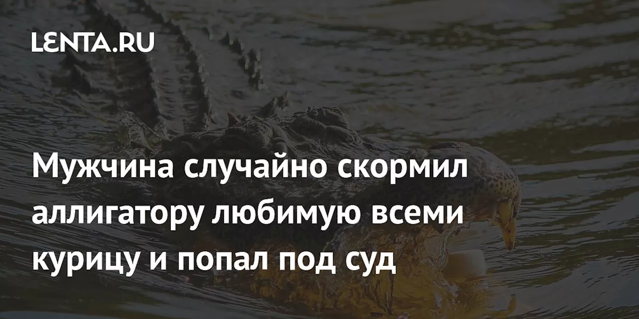 Мужчина случайно скормил аллигатору любимую всеми курицу и попал под суд