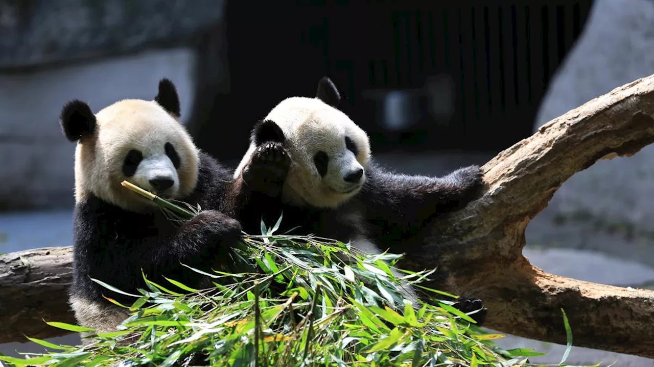 Hong Kong Dihadiahi 2 Panda Raksasa dari China, Diharapkan Tingkatkan Kunjungan Turis