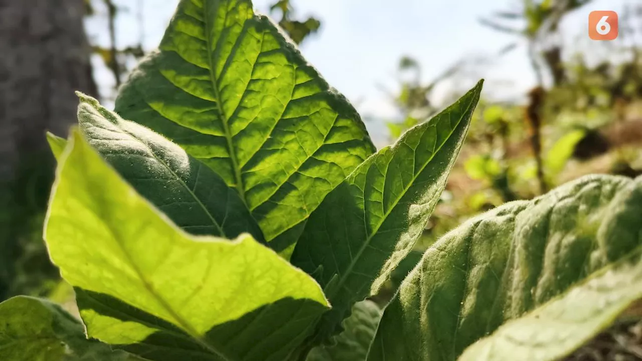 Koalisi Anti Rokok: Rencana Pemerintah Tak Naikkan Cukai Rokok di 2025 Bisa Hambat Upaya Pengendaliannya