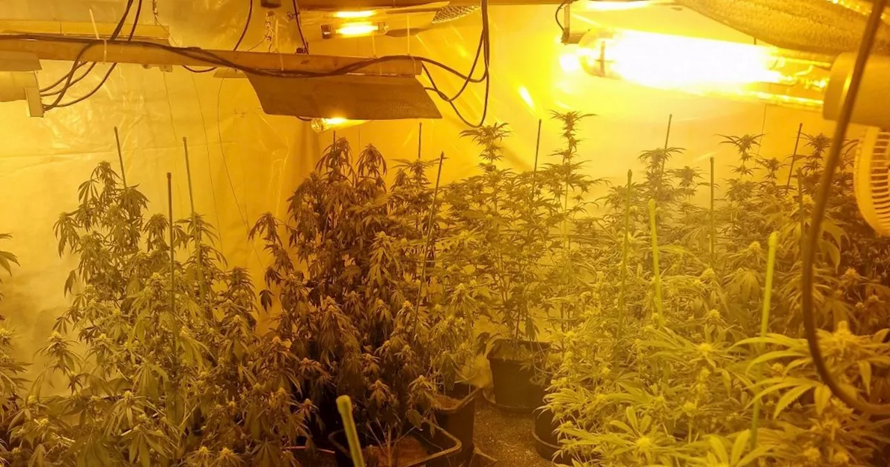 Wanted man arrested after cannabis farm uncovered in police raid