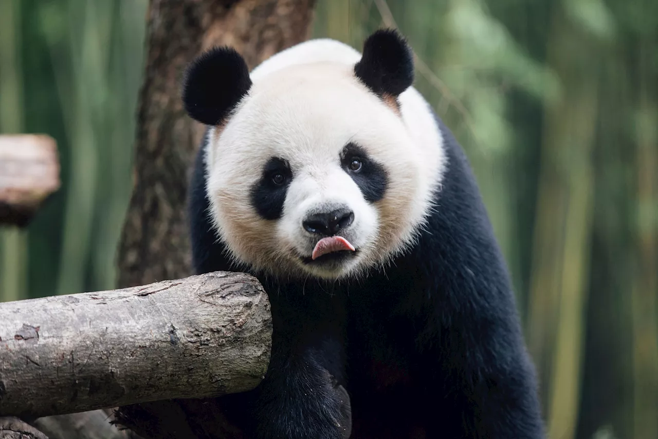 A new pair of giant pandas gifted by Beijing arrives in Hong Kong