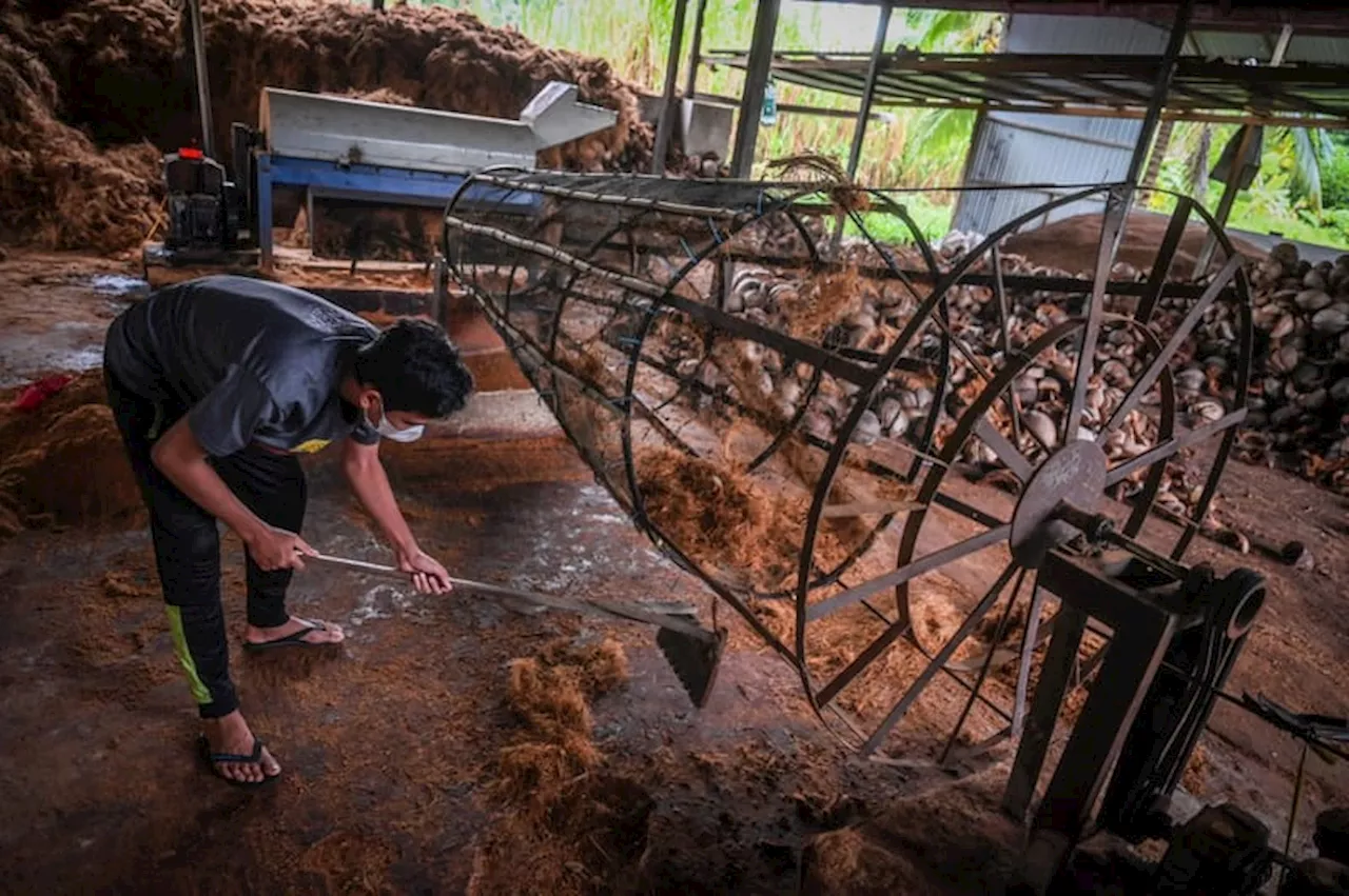 Bappenas Ungkap Tantangan Hilirisasi Kelapa di Indonesia Timur