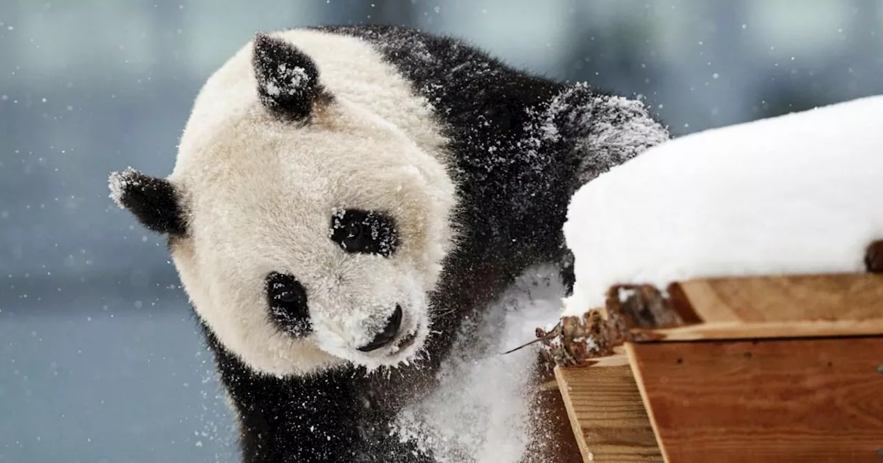 Zoo forced to get rid of two giant pandas because no one would come see them