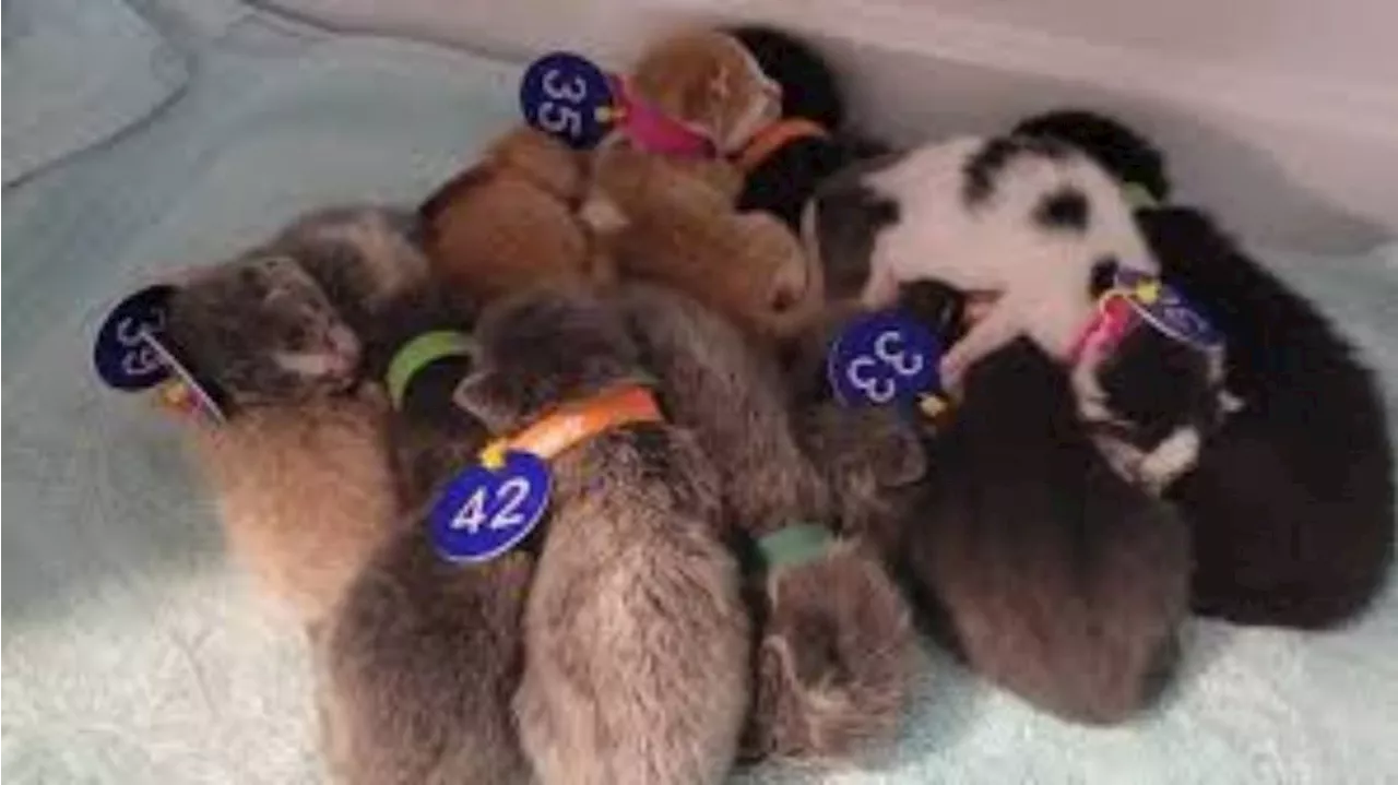 ‘Biggest cat hoarding case:’ 130 animals rescued in Brinnon