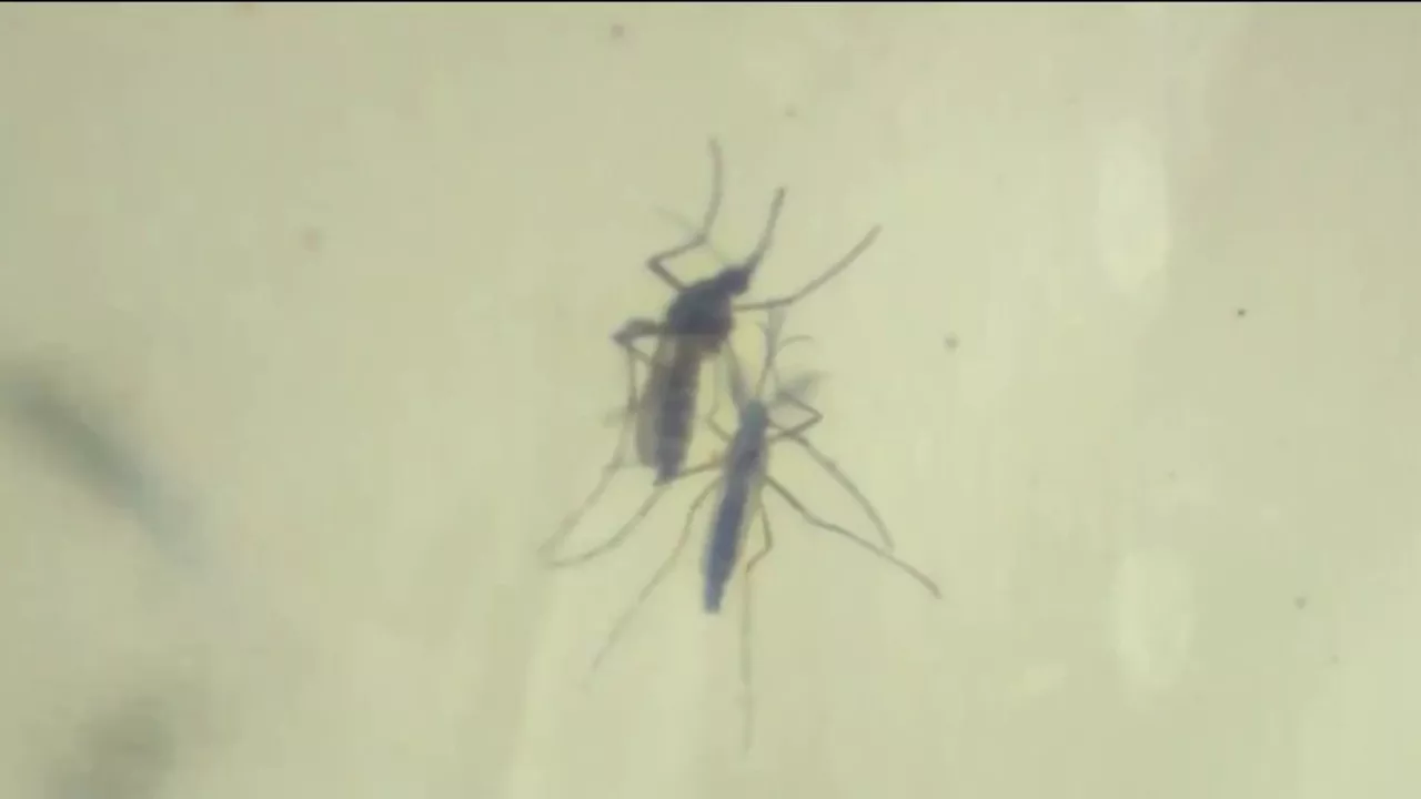 San Diego County's 1st West Nile Virus case this year confirmed in traveler, 71