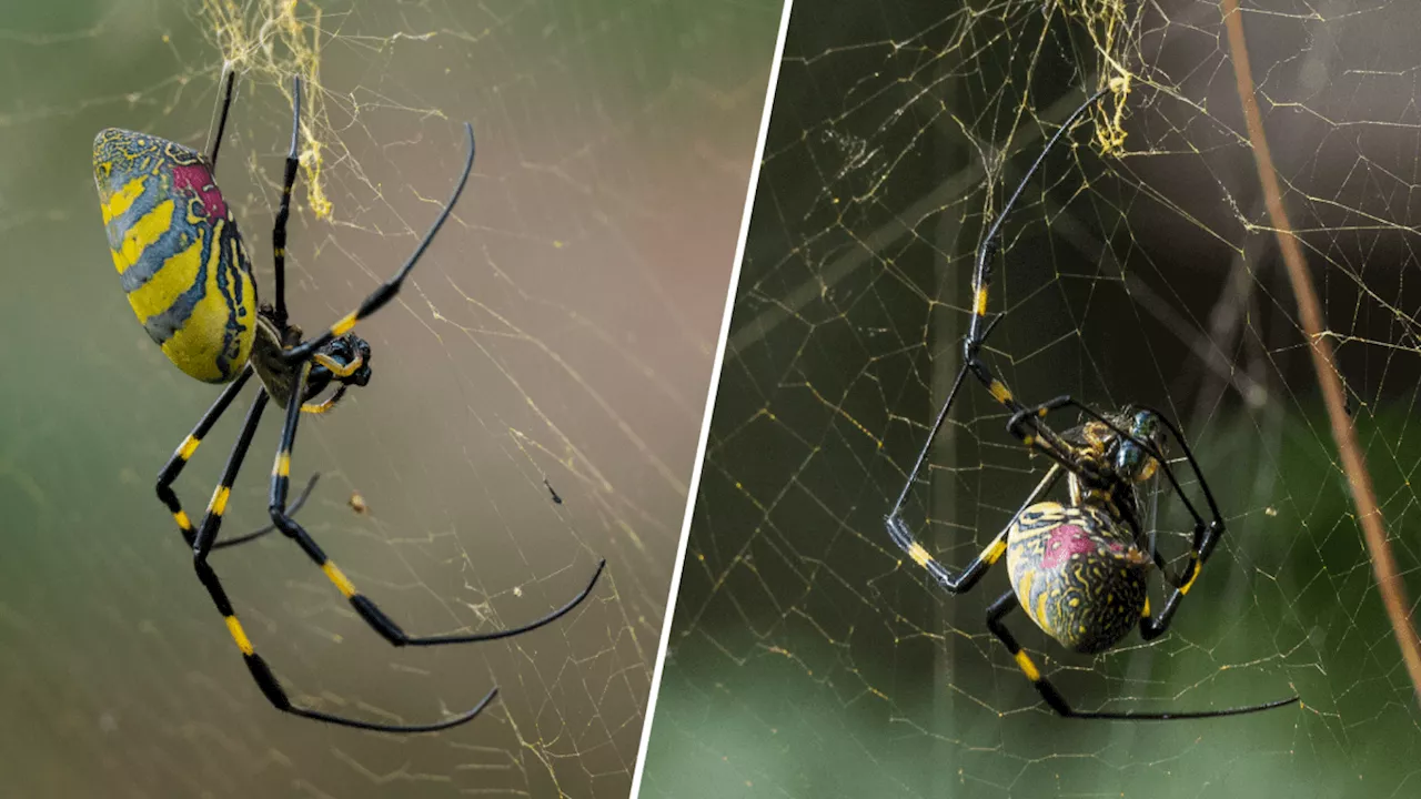 Giant, invasive Joro spider has pushed further north — to the heart of Boston