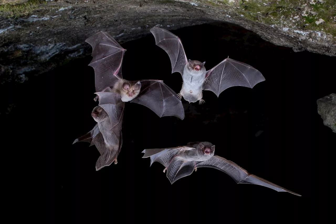 Japanese bats found carrying high levels of novel viruses, raising concerns about zoonotic outbreaks