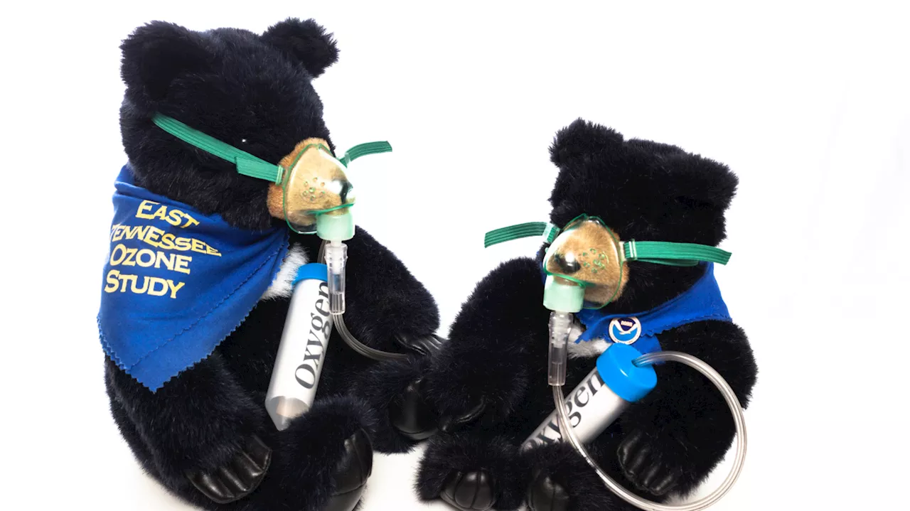 Friday Find: How NOAA researchers tackled a 'bear' of an air pollution problem