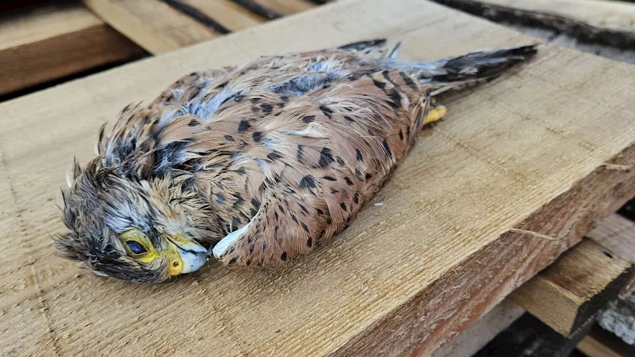 Junger Turmfalke fiel in St. Christophen tot vom Himmel