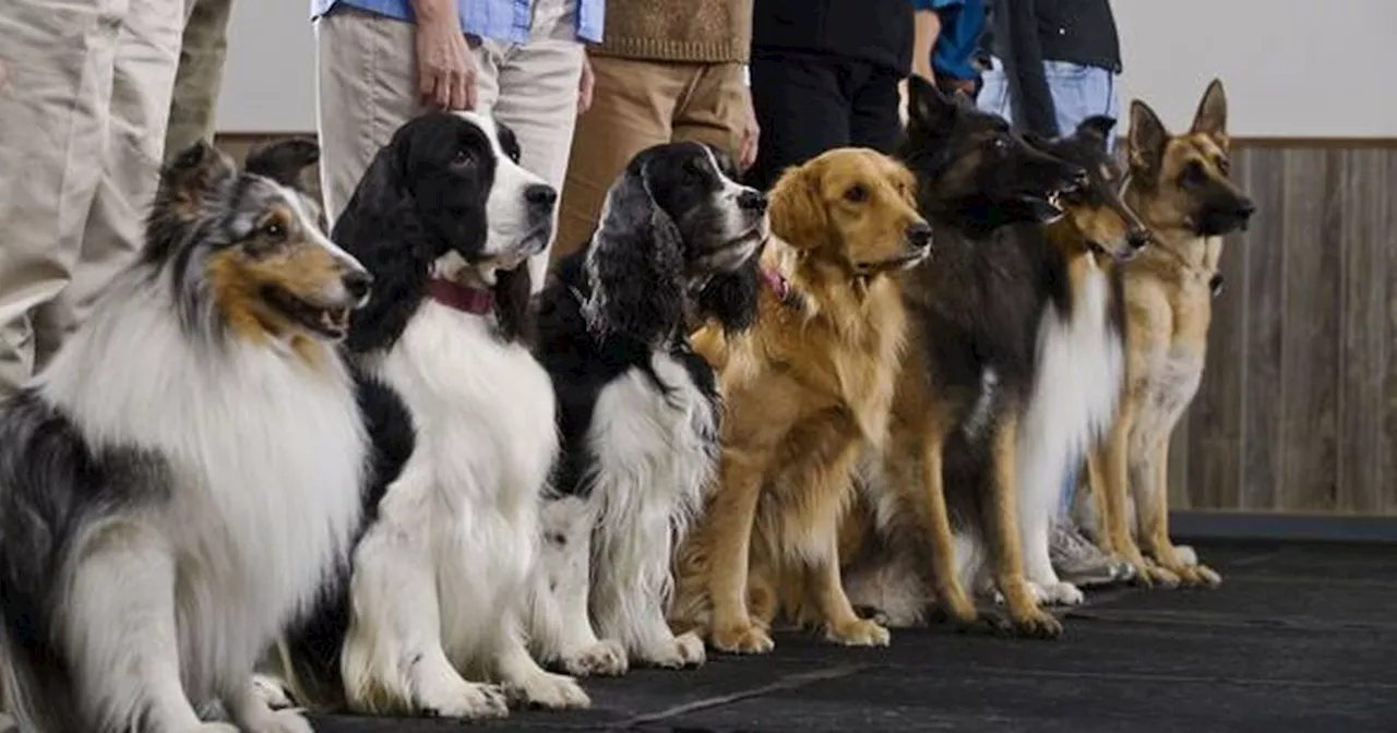 Dog trainer names three breeds that are 'almost impossible' to train