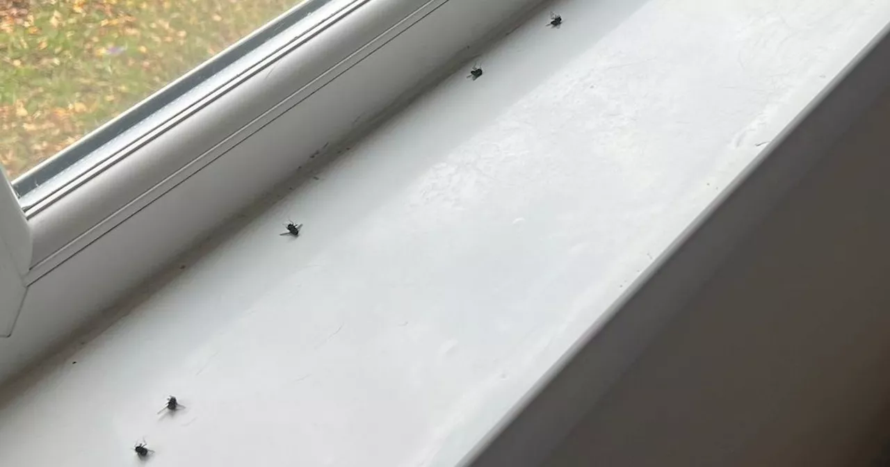 Nottingham mum forced to flee home due to fly infestation linked to neighbour's death