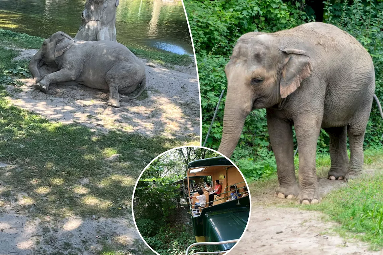 Bronx Zoo elephant ‘Happy’ spotted in public for first time in weeks — with ‘significant damage’ to feet, activists say 