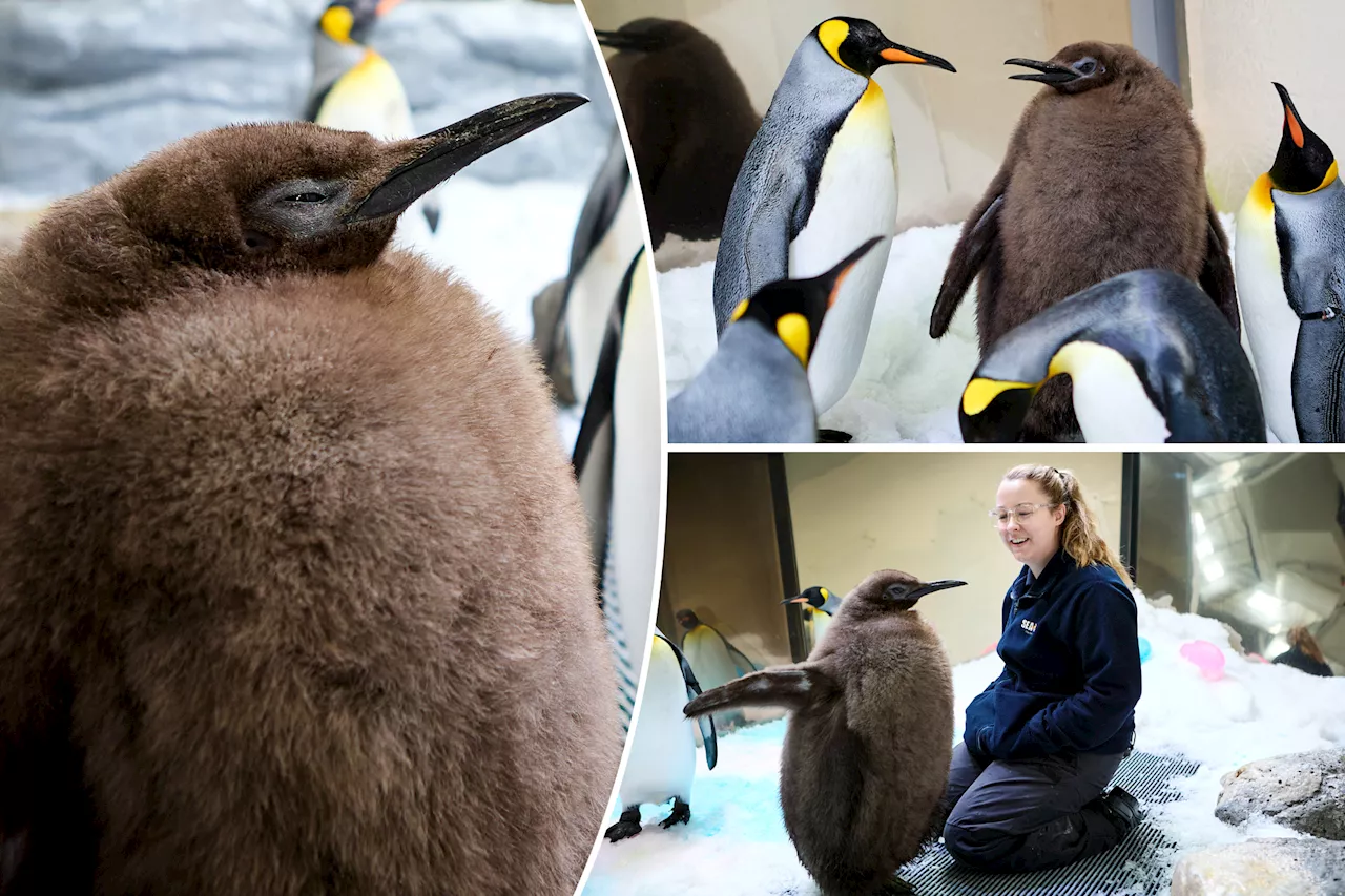 Move over, Moo Deng — Pesto is the fat penguin stealing hearts: 'Chonky king'