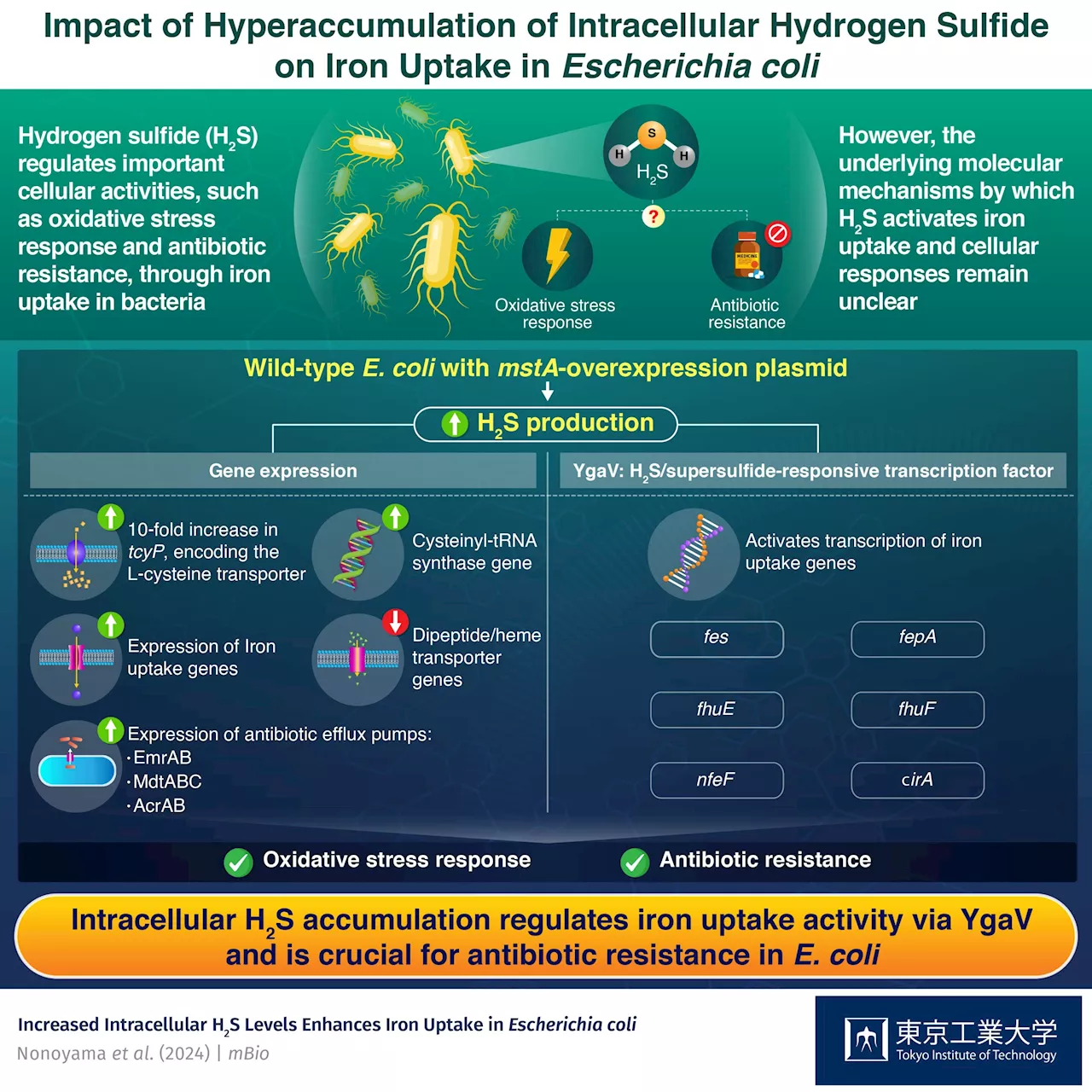 Exploring the role of hydrogen sulfide in the expression of iron uptake genes in E. coli