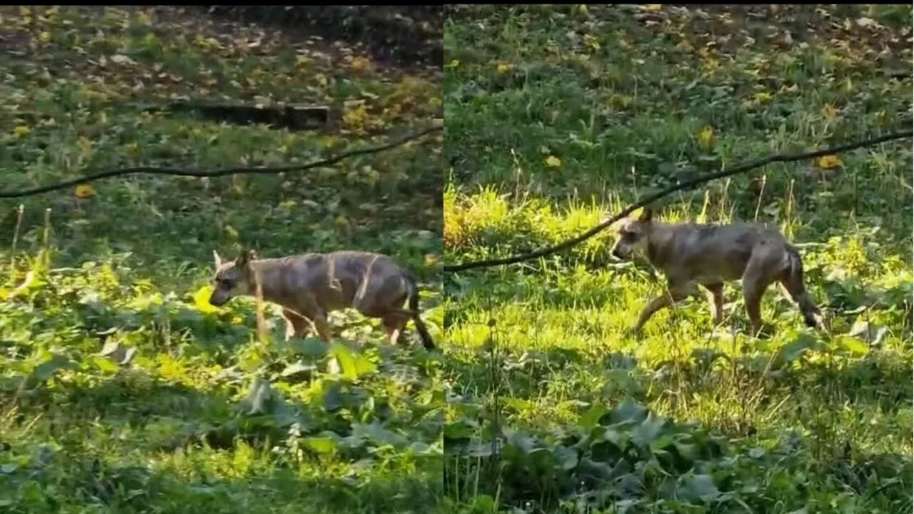 Catturata la giovane lupa del Parco delle Sabine. Aveva aggredito un bambino