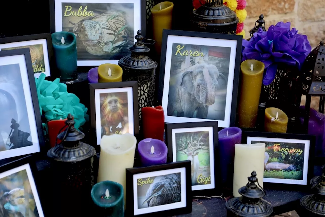 Folks can honor their departed furry friends at the San Antonio Zoo's animal ofrenda