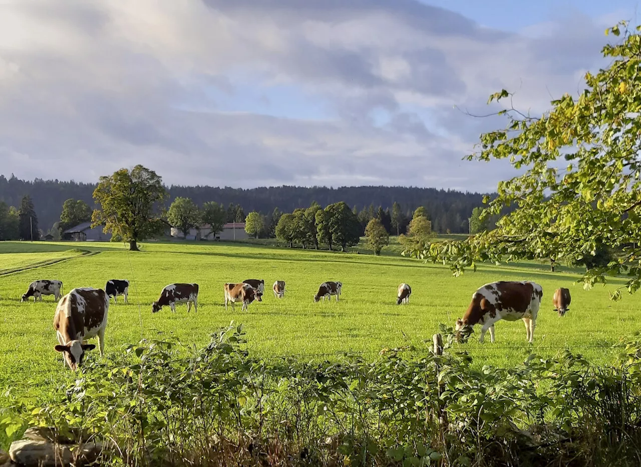 Heu, Mais oder Kartoffeln zum Herbstgras