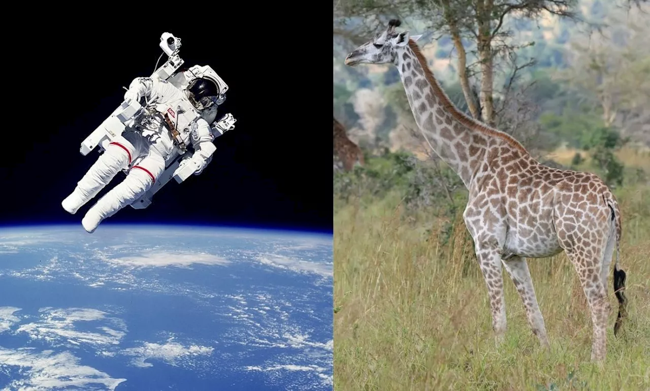 QuickCheck: Was the design of astronauts’ space suits inspired by giraffes?