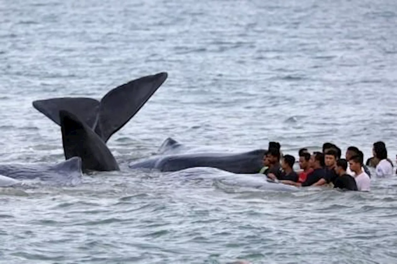 Sperm whale found stranded near Balikpapan