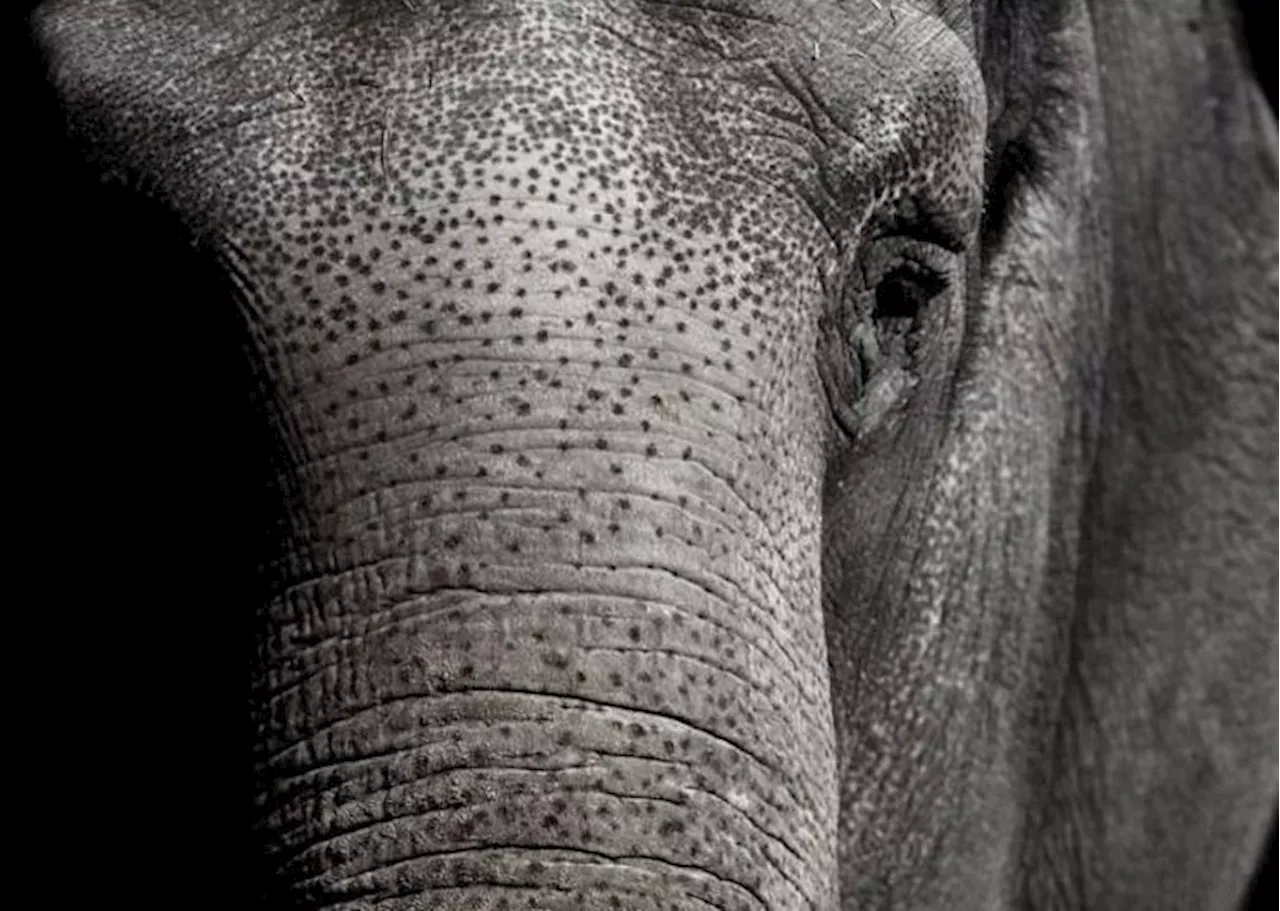 Wild elephant capture operation launched after fatal incident in Johor