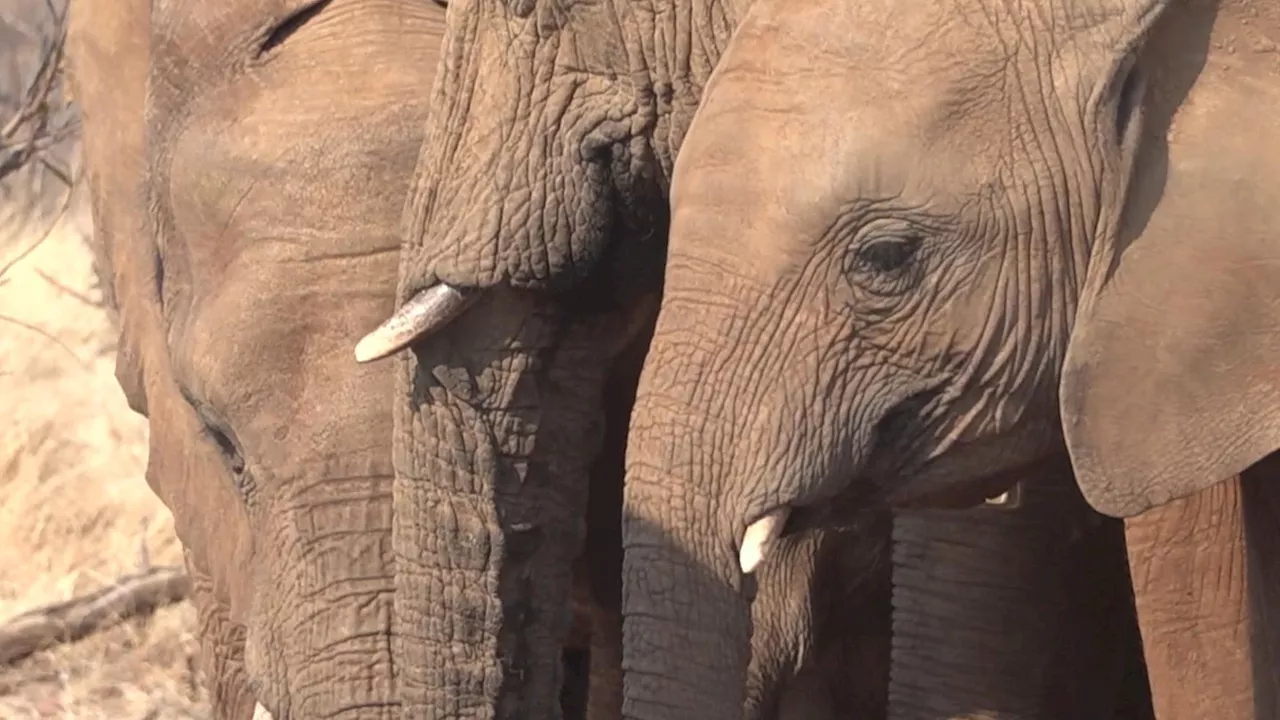 Hunger wegen Dürre – Namibia lässt Wildtiere schlachten