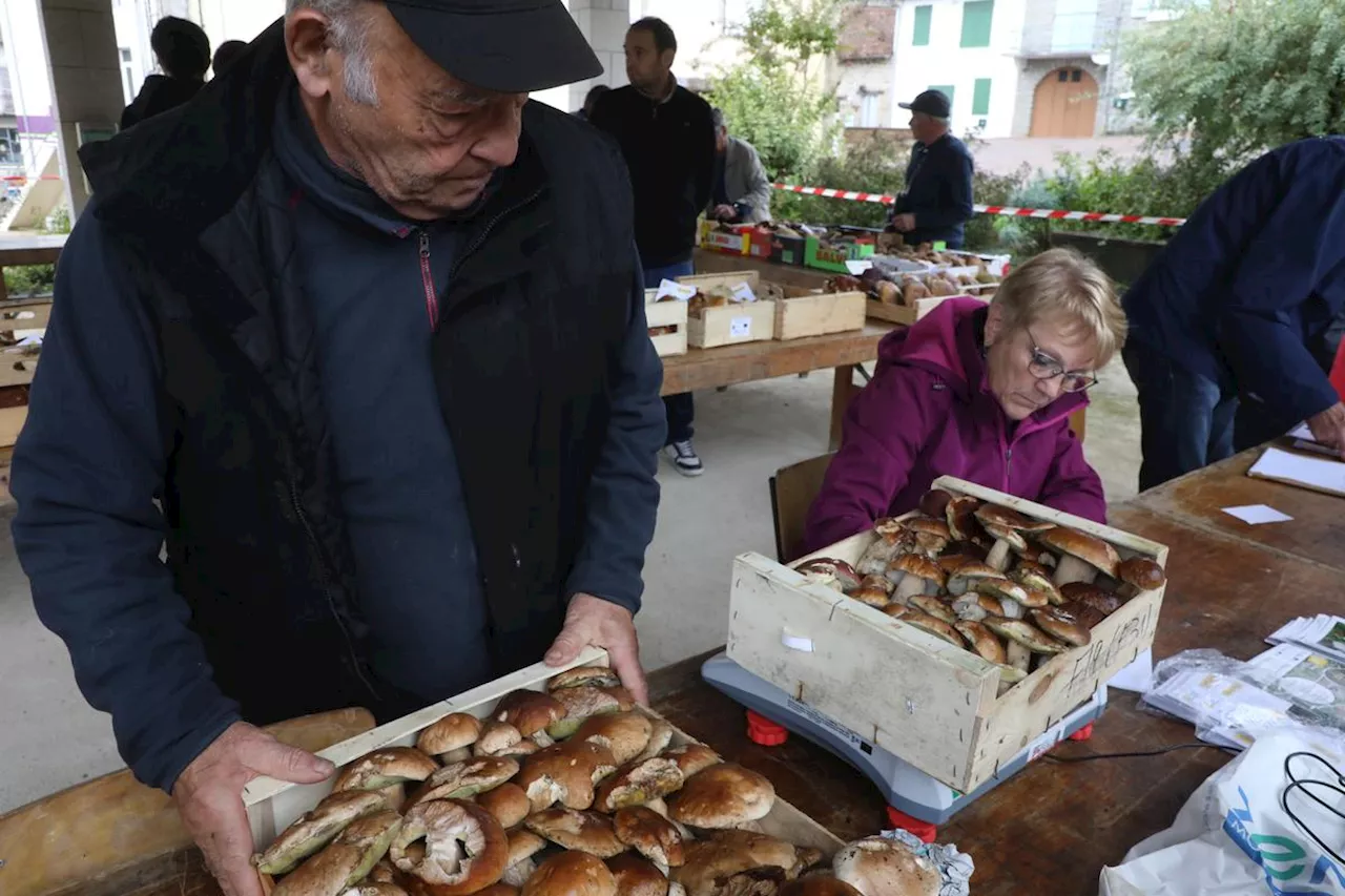 Cèpes en Dordogne : le marché de Saint-Saud-Lacoussière n’ouvrira pas un quatrième jour