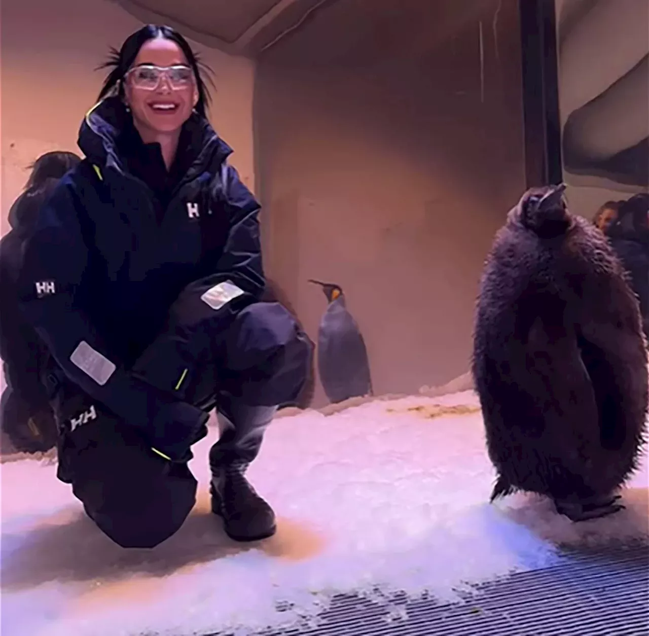 Promi-News: Katy Perry besucht Pesto, den Riesen-Pinguin