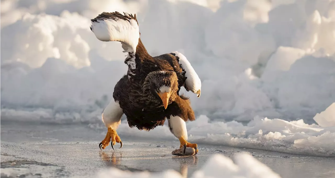 2024 Comedy Wildlife Photography Awards - in pictures