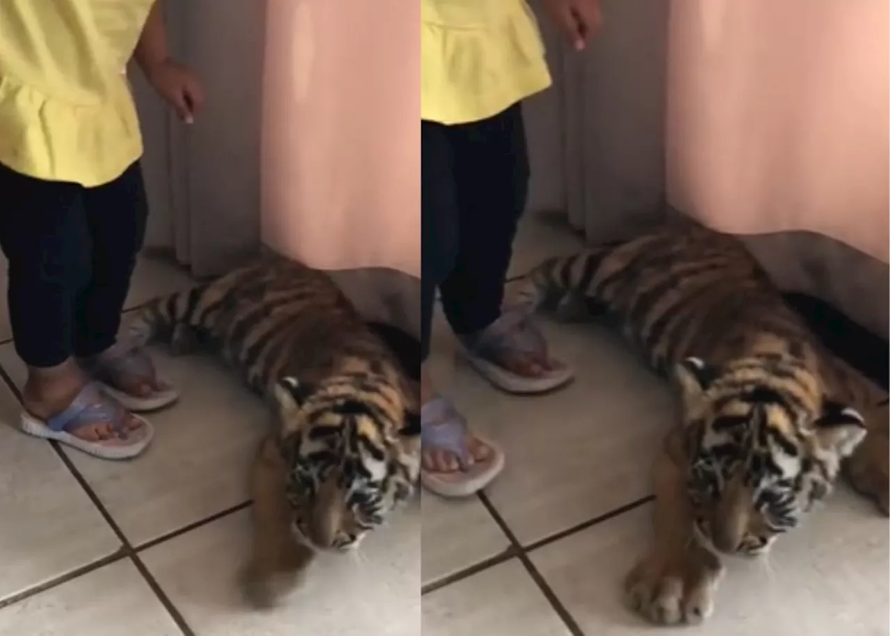 EISH WENA: Toddler playing with a Tiger concerns SA [Video]