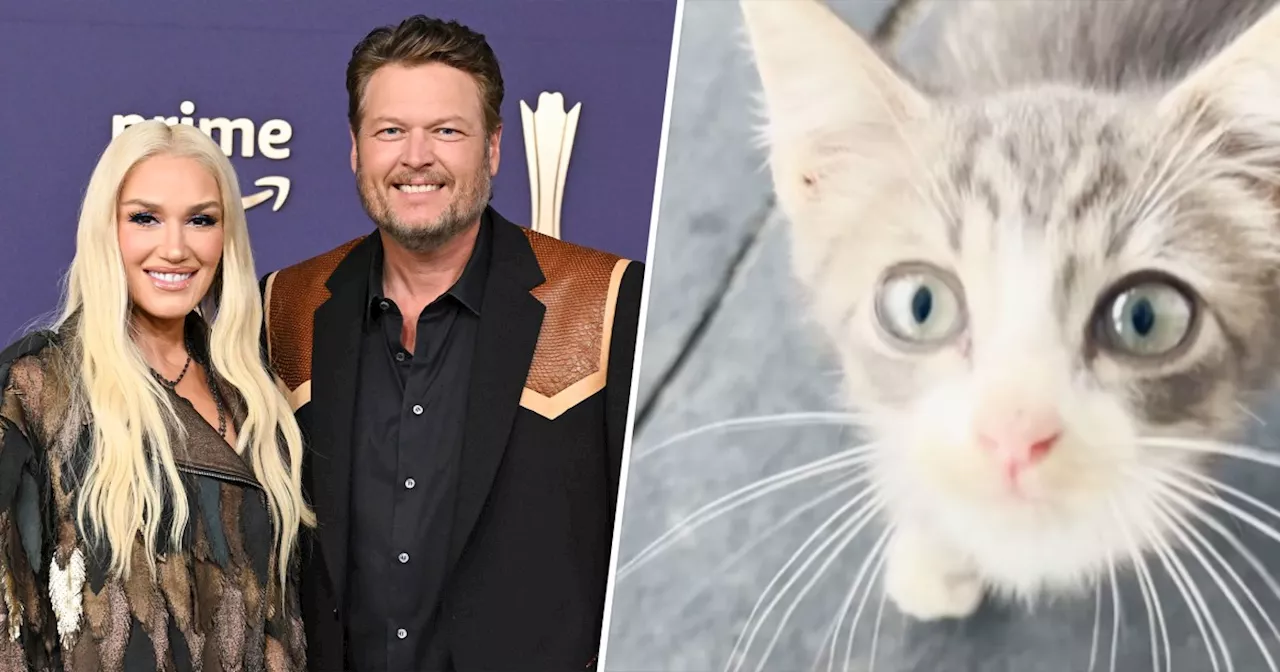 Gwen Stefani and Blake Shelton Introduce New Cat After Finding Him 'Hardly Alive'