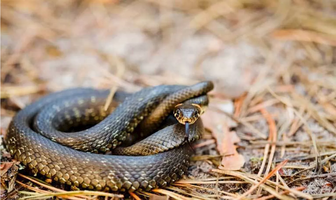 Une étude identifie les 10 animaux les plus redoutables et mortels pour l’Homme