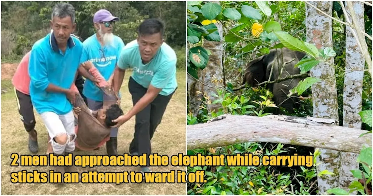M'sian Tragically Dies After Being Trampled by Wild Elephant While Trying to Chase it Away from Johor School