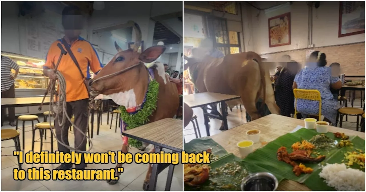 Man Brings 2 Live Cows into KL Restaurant, One of Them Relieves Itself in Front of Diners
