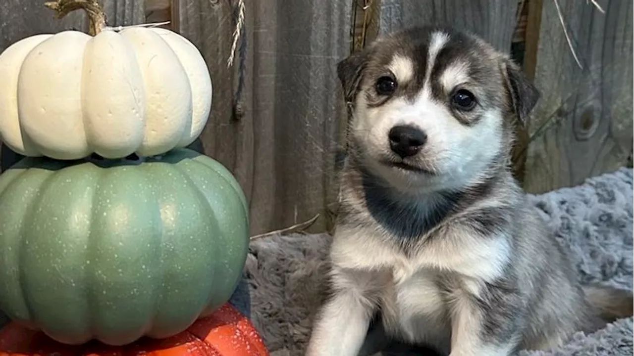 Fur Baby Friday: Puppypalooza with 6 Husky-mix puppies ready for foster-to-adopt