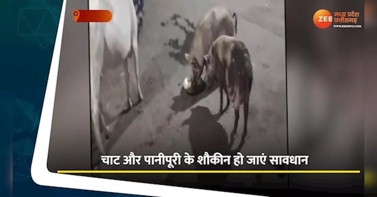 Sagar Video: चाट पानी पूरी मसाले के बर्तन में दावत उड़ा रहे सूअर, वीडियो देख पकड़ लेंगे सिर, कहेंगे हे भगवान!