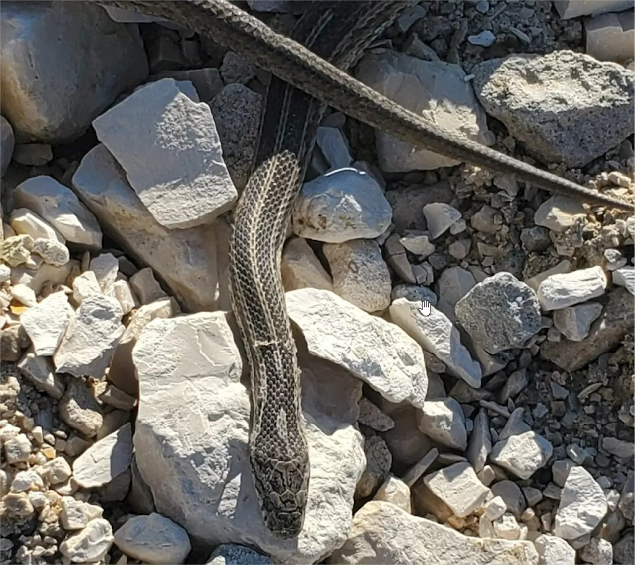 Anxiété d'une habitante de Saint-Malo face à l'apparition de serpents sous sa terrasse