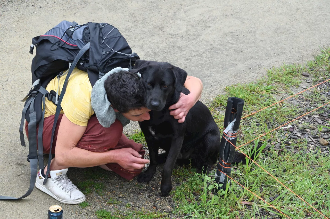 'Les animaux sont leur seule vraie famille' : le nouveau calendrier solidaire de Saint-Nazaire est sorti