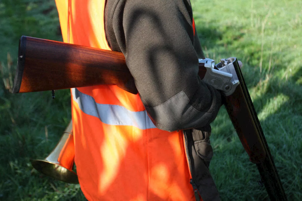 Loire : un chasseur tué par une balle dans la tête lors d'une battue aux sangliers