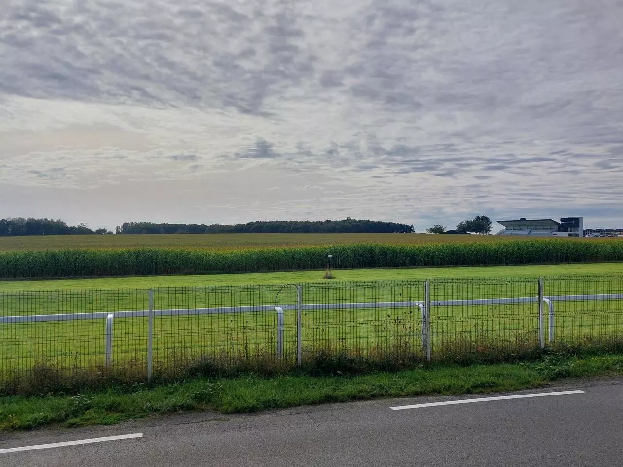 Pourquoi du maïs pousse-t-il au milieu de l'hippodrome de Fougères-Javené ?