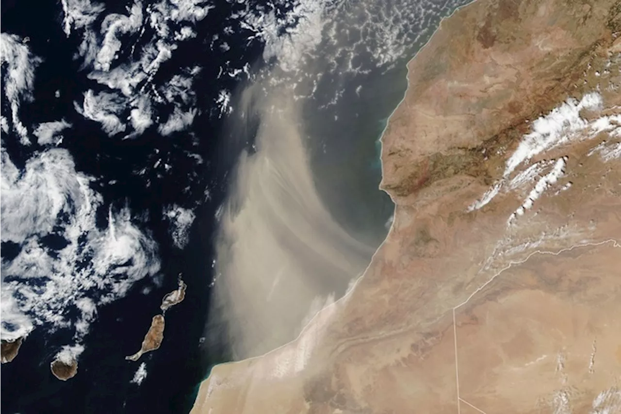 La sabbia del Sahara fa fiorire la vita nell'oceano Atlantico